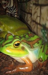 Green and Golden Bell Frog - Giant (JR 100017) - Thumbnail 02