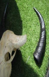 Ivory Skull Large (JR 0030) - Thumbnail 03