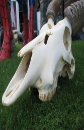 Ivory Skull (JR 0029) - Thumbnail 03