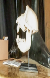 Macaque Skull on Base (JR 160178) - Thumbnail 03