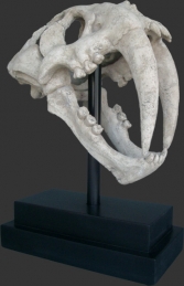 Saber Toothed Tiger Skull on base (JR 100501RS) - Thumbnail 01