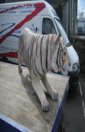 Siberian Tiger White (JR 100016)		 - Thumbnail 03