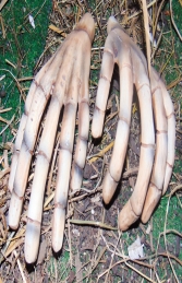 Skeleton Husband Hands (JR C-220) - Thumbnail 02