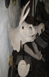 Triceratops Skull on base (JR 080046RS) - Thumbnail 03