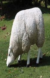 Texelaar Sheep Head Down (JR 100021w)    - Thumbnail 01