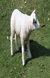 Texelaar Lamb (JR 100024w)    - Thumbnail 02
