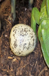 Theropod Egg - 9inch (JR 140030) - Thumbnail 03