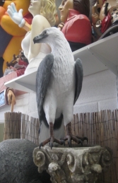 White Breasted Sea Eagle - Sitting (JR 090019) - Thumbnail 02