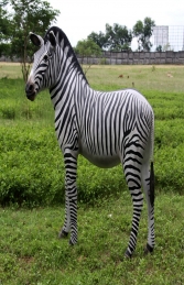 Zebra (JR 110075)	