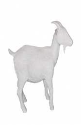 Goat in primer (JR 100044P)