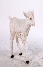 Goat - Kid (JR 130014) - Thumbnail 01