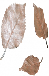Elm Leaves (JR 150012) - Thumbnail 01