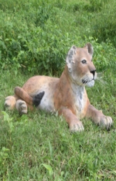 Lion Cub - Lying  (JR 080116)