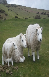 Texelaar Sheep Lying Down (JR 100023b) - Thumbnail 03