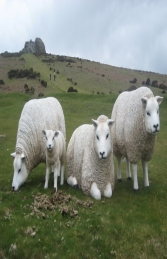 Texelaar Lamb Standing  (JR 100024b) - Thumbnail 03
