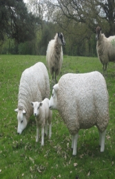 Texelaar Sheep Head Down (JR 100021b) - Thumbnail 03