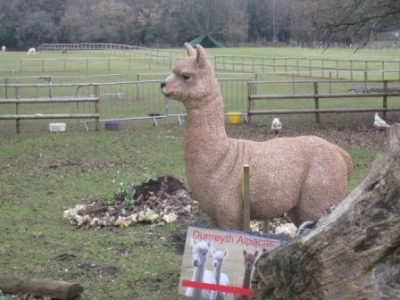 Eric the Alpaca in his new Home