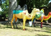 CAMELS IN NORFOLK