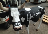 Glastonbury/ One Show Cow 2013