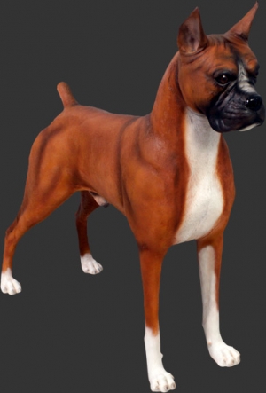 Boxer Dog (JR 110120)	