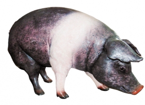 Pig - Saddleback (JR 120073SB)