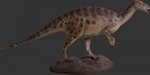 Baby Iguanodont (JR 100091)