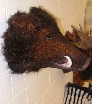 Wild Boar Head (Furry) (JR 2115)