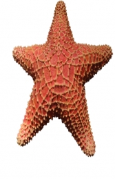 Cushion Starfish (JR R-205)