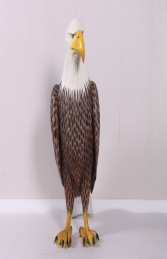 American Bald Eagle - JR 230086 - Thumbnail 01