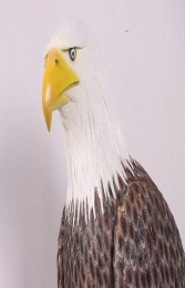 American Bald Eagle - JR 230086 - Thumbnail 03