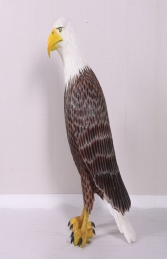 American Bald Eagle - JR 230086 - Thumbnail 02