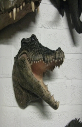 Crocodile Head (JR DD88106A)