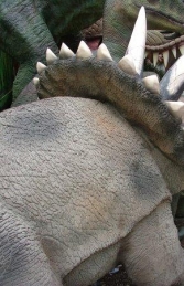 Triceratops Baby (JR 1594) - Thumbnail 02