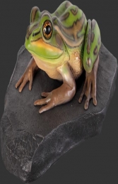 Green and Golden Bell Frog on Rock (JR 100002)