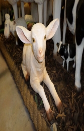 Goat - Kid Lying (JR 3369)