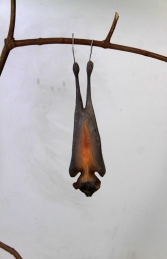 Bat - Little Red Flying Fox (JR 100121) - Thumbnail 01
