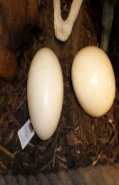 Sauropod Egg - 9inch (JR 140032) - Thumbnail 03