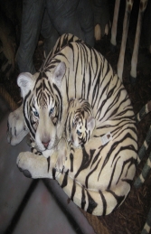 Bengal Tigress with Cub - Siberian White (JR 120011w) - Thumbnail 01