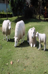 Texelaar Sheep Flock (JR Flock) - Thumbnail 02