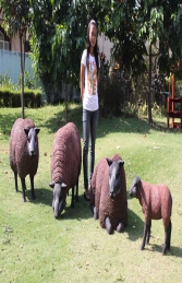 Texelaar Sheep Brown Flock (JR Flockb) - Thumbnail 01