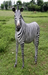 Zebra (JR 110075)	 - Thumbnail 03