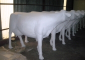 JACKS COWS - PRIMED AND READY