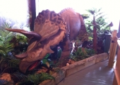 TRICERATOPS IN TORQUAY