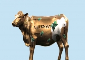 GUERNSEY COWS ON PARADE IN GUERNSEY