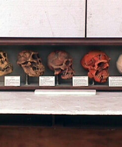 Alternative view of Evolution of Man - Cased | JR 1667