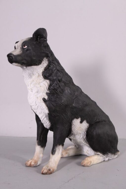 BORDER COLLIE JR 080070