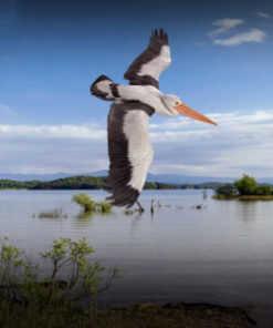 Pelican - Flying | JR 080114