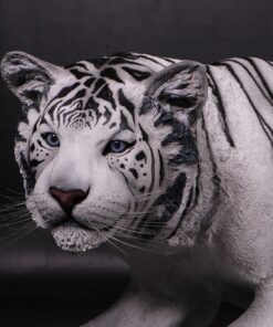 Tiger Bengal White | JR 080120
