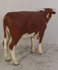 Alternative view of Hereford Steer | JR 080125