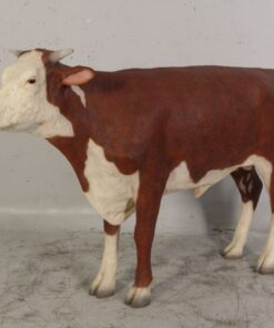 Hereford Steer | JR 080125